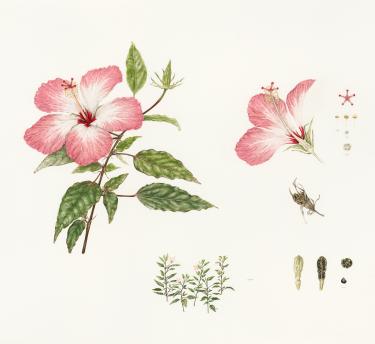 Hibiscus rosa sinensis illustration Eden Florilegium Society